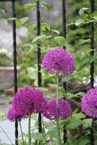 Allium Purple sensation